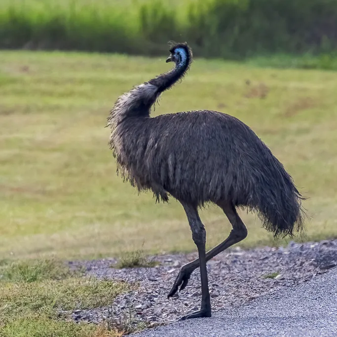 Emu | Agnes Conservation Community